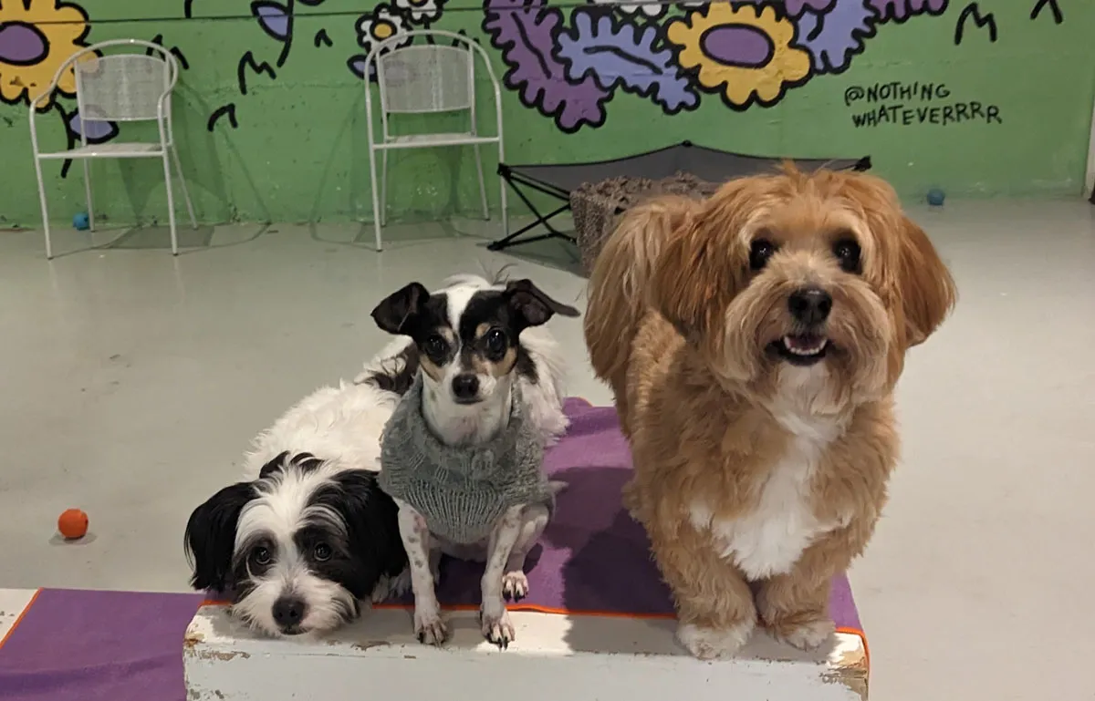 A group of happy dogs at Little Dog Garden