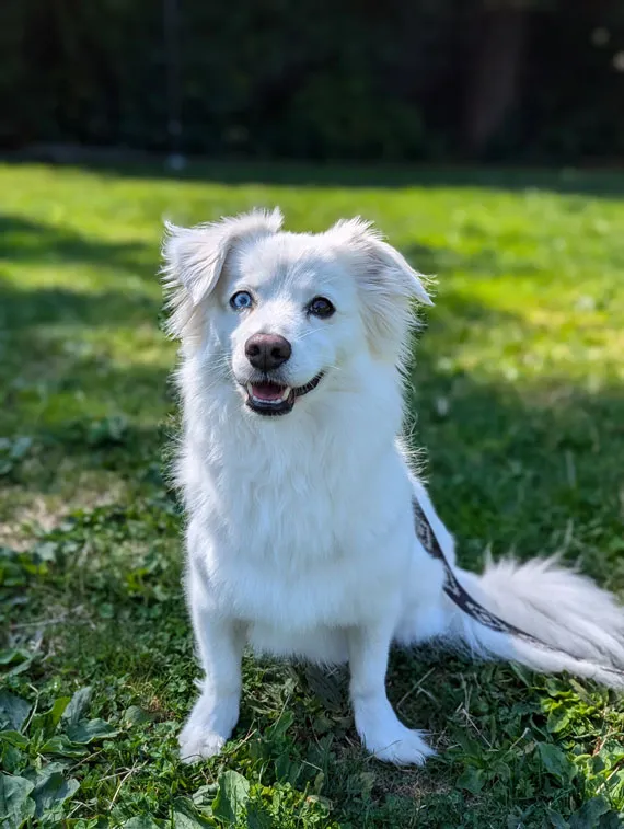 cute dog portrait